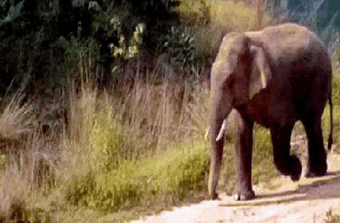  ذہنی خلل کا شکار کاون نامی ہاتھی عدالت کے حکم پراسلام آباد سےکمبوڈیا منتقل 