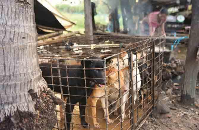 کمبوڈیا میں کتےکا گوشت کھانے پرپابندی