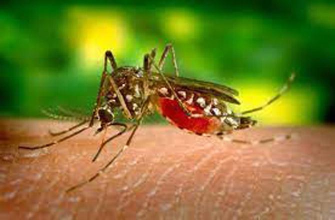 لگاتار بارش کے سبب ملیریا اورڈینگو کےمریضوں میں اضافہ