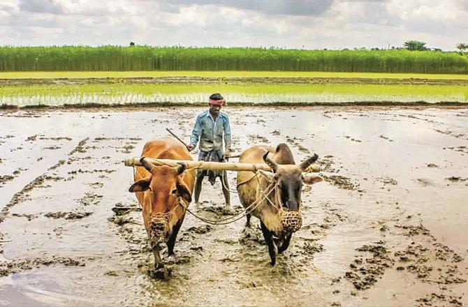 ناسک میں کسانوں کو جلد از جلد بینک اکائونٹ آدھار سے لنک کرنے کی تلقین