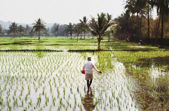حکومت کا ۵۲۱؍ لاکھ میٹرک ٹن چاول خریدنے کا تخمینہ 