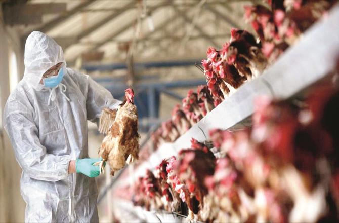 جاپان:مزید ایک لاکھ ۴۰؍ ہزار مرغیوں کومارنےکا فیصلہ
