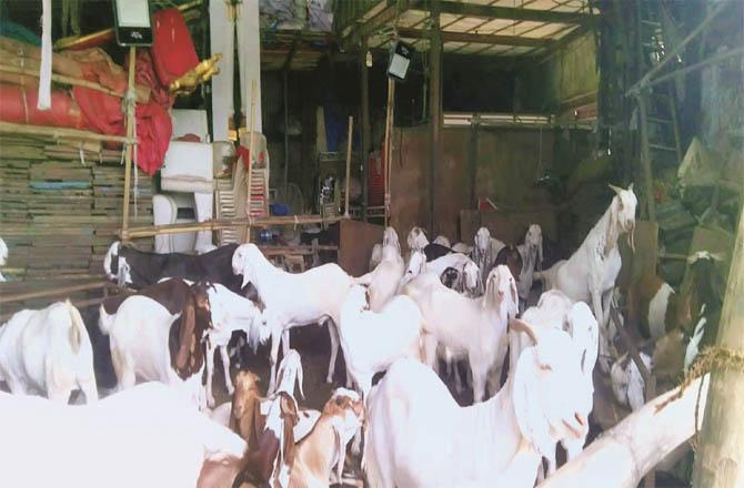   مسلم محلوں میں بکروں کی منڈیوں سے دیونار مذبح کے تاجروں کو نقصان