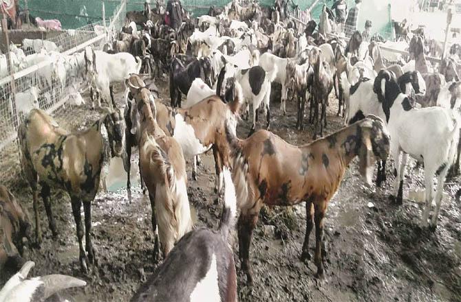 دیونار: کثیر تعداد کے باوجود قربانی کے جانوروں کی قیمتیں آسمان پر