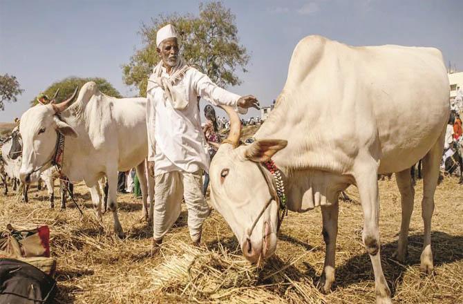 کسان تنظیم کا ’گئو ہتیا قانون‘ فوراً ختم کرنے کا مطالبہ