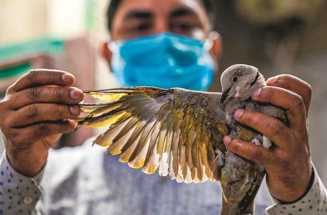 شدید گرمی اور پانی کی کمی سے جانور اور پرندوں کا بھی برا حال ، ایک دن میں ۱۰۰؍ زخمی