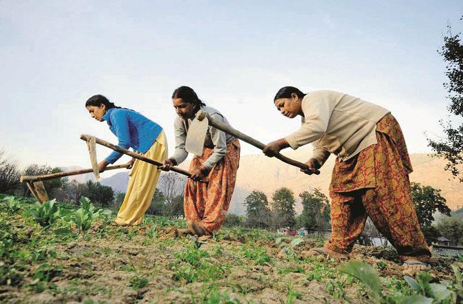 کھیت میں کام کرنیوالی خواتین ہمت و شجاعت کی مثال 