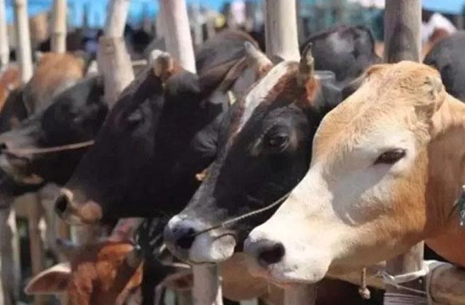 کرناٹک کے وجئے پورہ ضلع میں مویشیوں کے مسلم تاجر پر بجرنگ دل کارکنوں کا حملہ