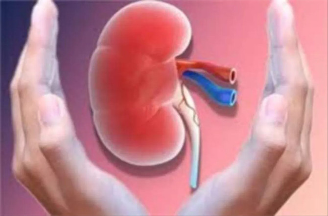 چار چیزیں جو گردے کی دشمن ہیں، ان کو نظر انداز کرنا صحت کے لیے خطرناک ہو سکتا ہے