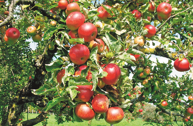 اٹلی دنیا کا سب سے بڑا سیب برآمد کرنے والا ملک ، امریکہ او رچین بھی پیچھے