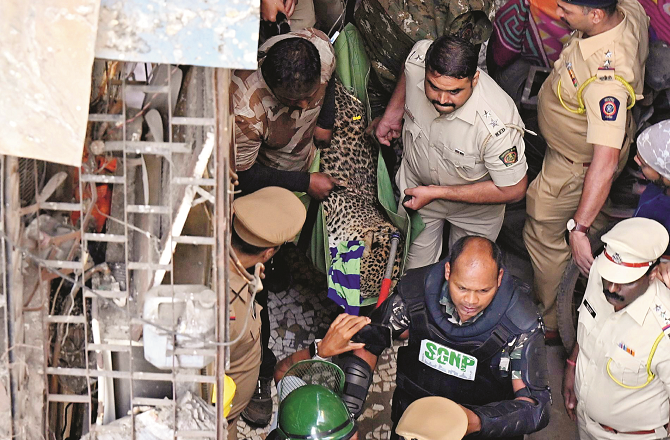 بھائندر: تیندوا شہری علاقے میں گھس آیا۔ حملے میں ۷؍افراد زخمی۔ ایک کی حالت نازک