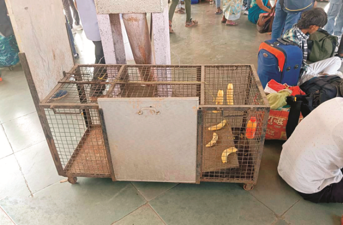 کلیان اسٹیشن پر بے لگام بندر سے خوف ودہشت کا ماحول 