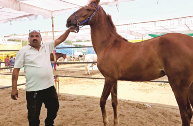 نندوربار : گھوڑوں کے میلے میں ایک کروڑ ۱۷؍لاکھ روپے کی گھوڑی!