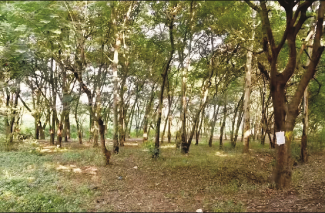 درختوں کی کٹائی کے معاملے پرمہایوتی میں اختلاف