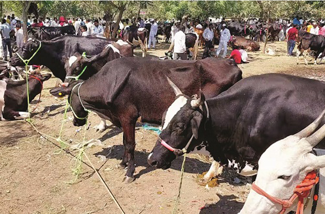 قریش برادری کی ہڑتال، بڑے کے گوشت کی فروخت بند