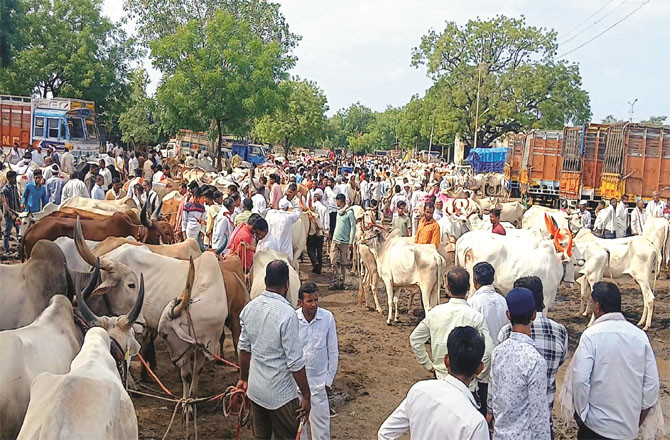 جمعیۃ القریش کے بڑے جانور نہ خریدنے کے فیصلے سے کاروبار متاثر، کسان پریشان 
