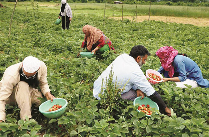 کشمیرمیں گرمی اور خشک موسم کے سبب پھلوں کی پیداوار میں کمی کا اندیشہ
