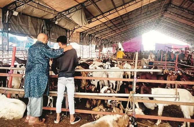 قاری نامہ: عید قرباں کے تعلق سے مسلمانوں کو کس طرح کی احتیاطی تدابیر اختیار کرنی چاہئیں؟