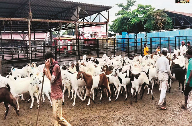  دیونار:قربانی کے جانور لائے جانے سے  تقریباً ۴؍ کروڑ روپے کی آمدنی