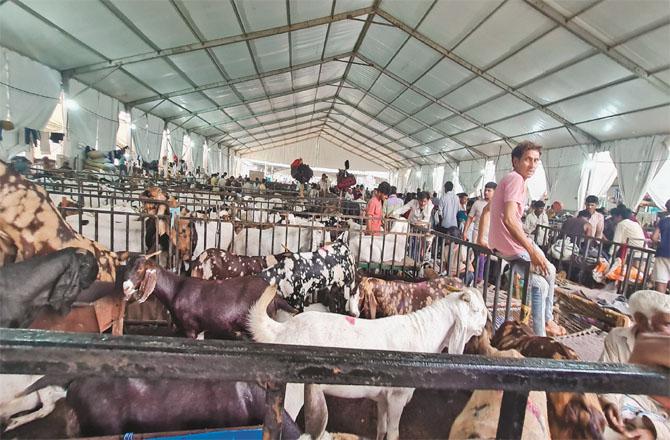 عیدالاضحی :بکروں کی قیمتیں آسمان پر، گاہکوں کو دام کم ہونے کا انتظار