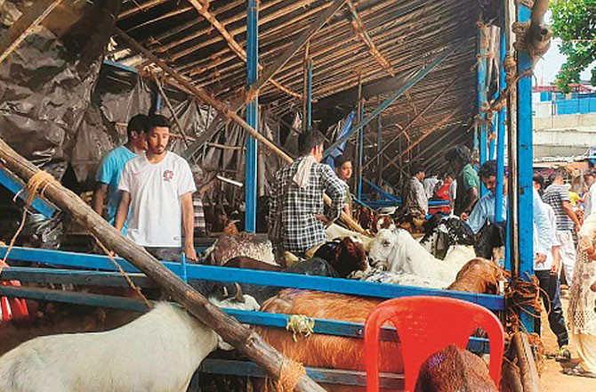 دیونار منڈی میں فروخت کے سارے ریکارڈ ٹو ٹ گئےپھر بھی جانور مہنگے 