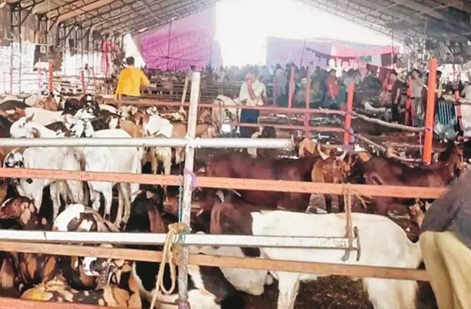دیونار مذبح میں قربانی کے جانوروں کی آمد اور فروخت کا آغاز
