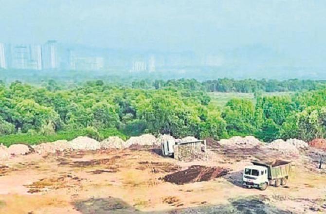 بھیونڈی: دیہی علاقے میں مینگروز کی غیر قانونی کٹائی، ۲۳؍ افراد کے خلاف شکایت درج