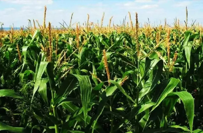 ہندوستانی کسانوں کے مفادات سے کوئی سمجھوتہ نہیں: مرکزی حکومت