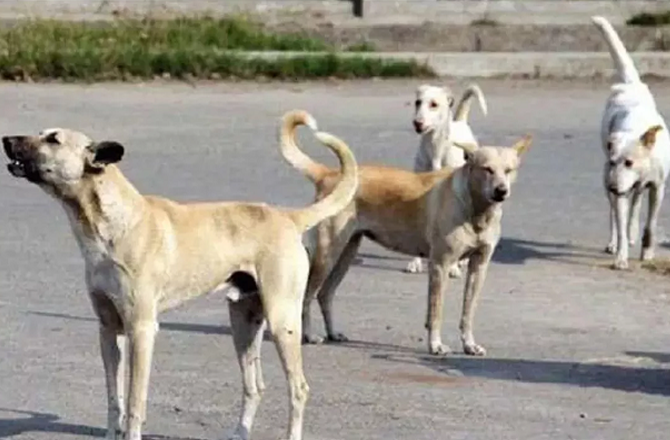 ہائی وے، اسپتال، اسکول اور ریلوے اسٹیشنوں سے آوارہ کتے ہٹائے جائیں: سپریم کورٹ