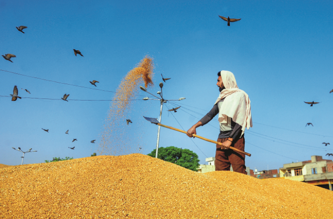 چاول، دال اور خوردنی تیلوں کی قیمتوں میں ہفتہ وار گراوٹ درج کی گئی 