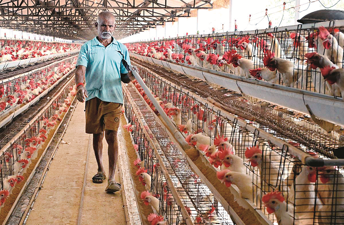 حیدرآباد میں جنوبی ایشیا کے سب سے بڑے پولٹری ایکسپوکا انعقاد