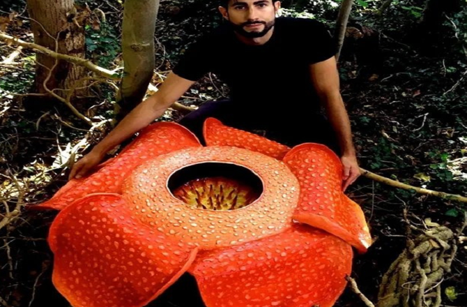 سماترن: نایاب پھول رافلیسیا ہاسلٹی کی تاریخی دریافت، محقق رو پڑے