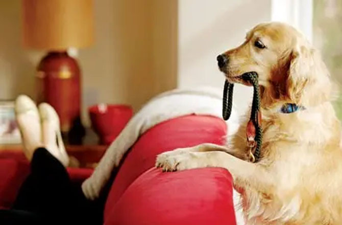 پالتو کتوں نے کرایہ بڑھا دیا! انہیں گھر میں رکھنے کے لیے ۲؍ ہزار روپے اضافی کرایہ