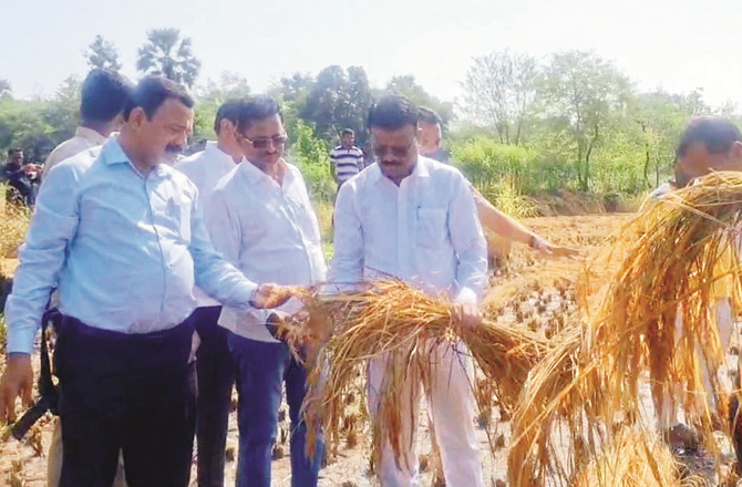 بھیونڈی: بے موسم بارش سے متاثرہ کسانوں کو فوری معاوضہ کا مطالبہ