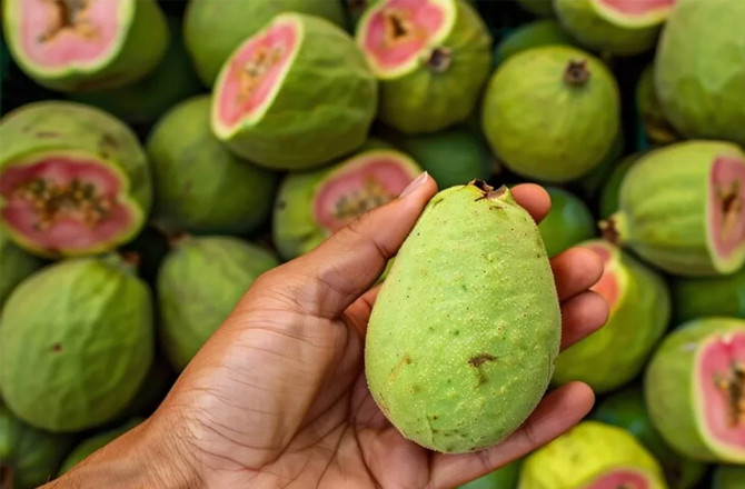 امرود خریدتے وقت ان باتوں پر توجہ مرکوز رہے 
