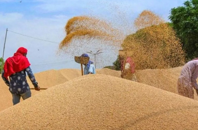 ہندوستان  سے گیہوں کی برآمد پر پابندی ہٹنے کے بعد کئی ممالک کی درآمد میں دلچسپی