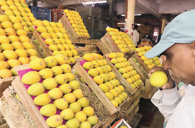 تھانے: گاؤں دیوی میدان میں یکم تا ۱۰؍ مئی مینگو فیسٹیول کا انعقاد