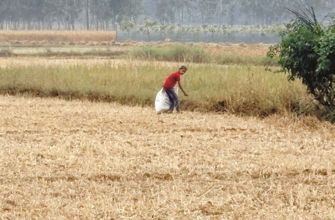 گیہوں کی سوکھی بالیاں چننے کیلئے بچے اسکول سے سیدھے کھیتوں میں پہنچتے تھے