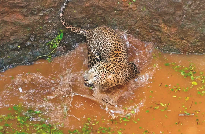 پونے: تیندوے کے حملے روکنے کیلئے جنّر میں راجستھان کے جوائی ماڈل کے نفاذ پر غور
