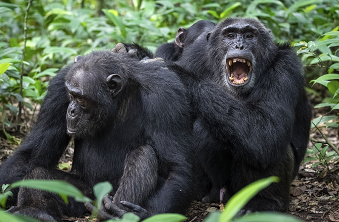 چمپینزیوں میں پہلی بار خانہ جنگی جیسا تنازع، تحقیق میں انکشاف