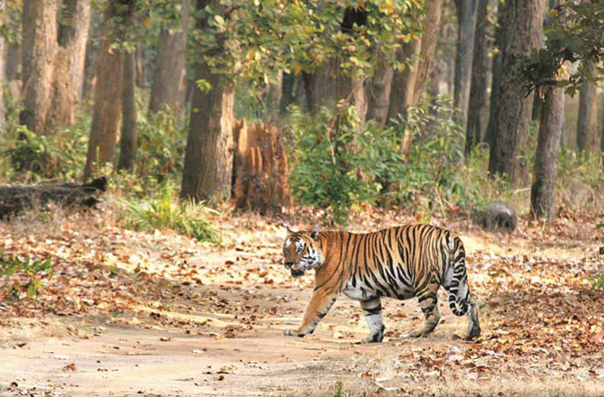 بیٹلا نیشنل پارک:شیروں کے تحفظ کیلئے قائم مراکز میں ایک اہم مقام