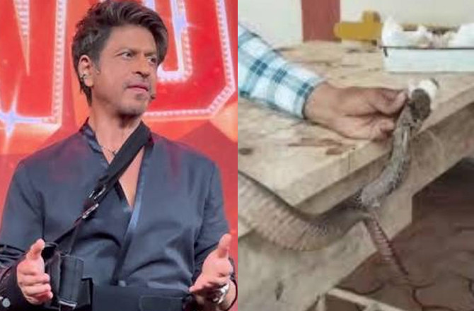 شاہ رخ خان کے بنگلے ’’منت‘‘ میں ۸؍ فٹ لمبا سانپ داخل ، محکمہ جنگلات کی ٹیم نے بچا لیا