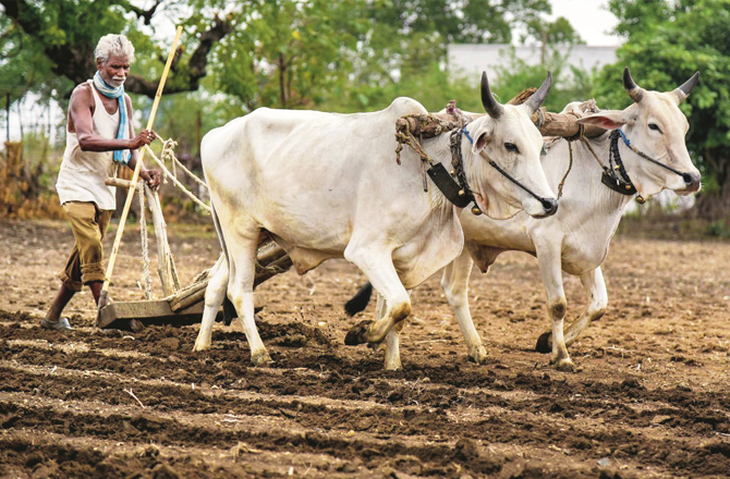 ایوت محل میں صرف ۶؍ ماہ میں ۱۵۲؍ کسانوں کی خود کشی، کئی کسان معاوضوں سے محروم