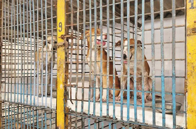 کلیان میں آوارہ کتّے کی دہشت، ۷؍ گھنٹے میں ۱۴۰؍  شہریوں کو کاٹ لیا