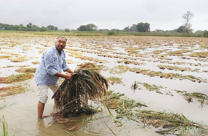 بے موسم بارش سے کئی اضلاع کے کسانوں کو زبردست نقصان