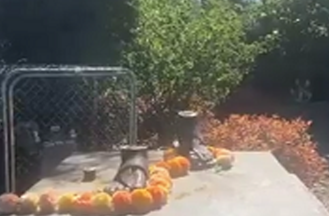 میلبورن میں مہاتما گاندھی کے مجسمے کی بے حرمتی اور چوری، ہندوستان نے مذمت کی