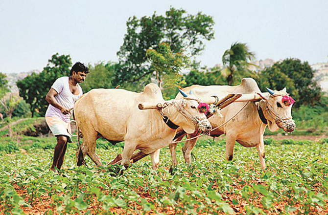 مراٹھواڑہ میں ایک ماہ میں ۷۶؍ کسانوں کی خود کشی 