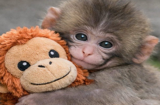 ماں کے دھتکارے وائرل ننھےجاپانی بندر کلئے ٹیٹ برادرز کی ڈھائی لاکھ ڈالر کی پیشکش