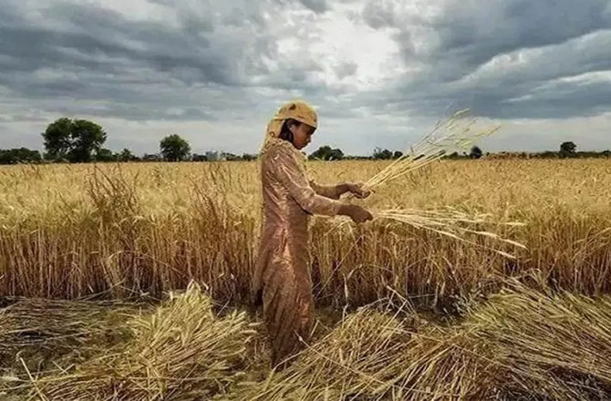   ۲۵؍ فصلوں کی ۱۸۴؍ نئی اور جدید اقسام قوم کے نام  