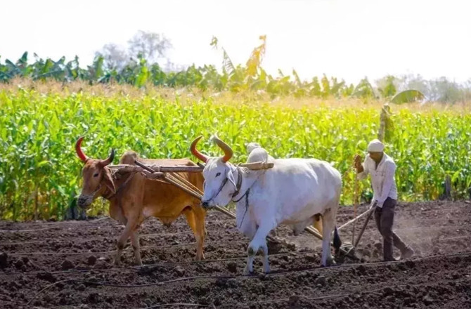 کسانوں اور دیہی مزدوروں کے لیے غذائی مہنگائی کی شرح دسمبر میں منفی رہی